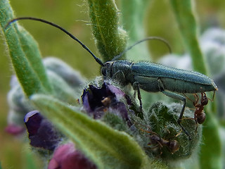 Opsilia coerulescens