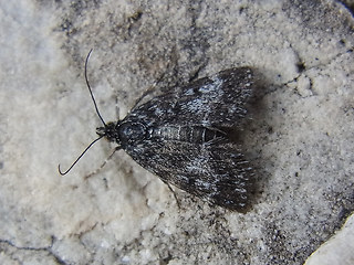 Orenaia alpestralis