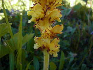 Orobanche lutea