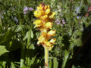 Orobanche lutea