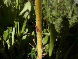 Orobanche lutea