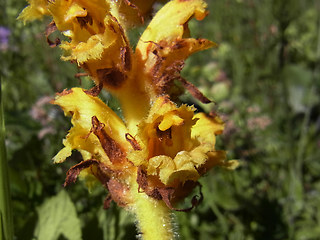 Orobanche lutea