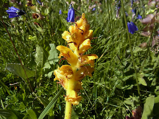 Orobanche lutea