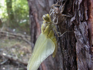 Orthetrum cancellatum