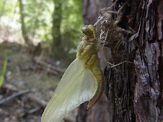 Orthetrum cancellatum