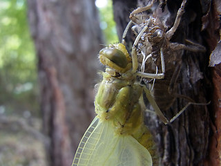 Orthetrum cancellatum