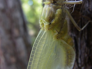 Orthetrum cancellatum