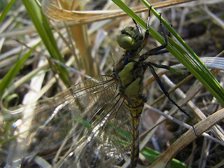 Orthetrum cancellatum