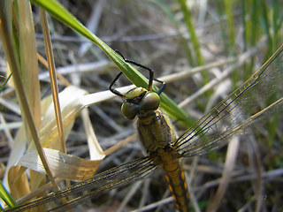 Orthetrum cancellatum