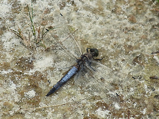 Orthetrum cancellatum