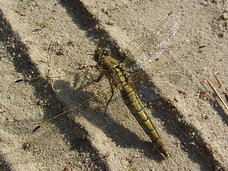 Orthetrum cancellatum