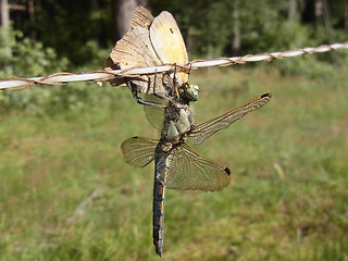 Orthetrum cancellatum