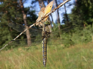 Orthetrum cancellatum