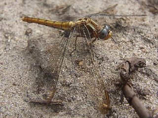 Orthetrum coerulescens