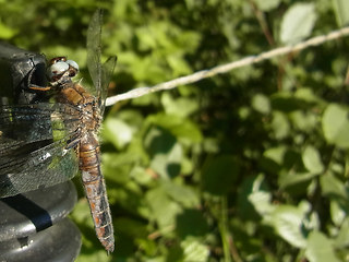 Orthetrum coerulescens