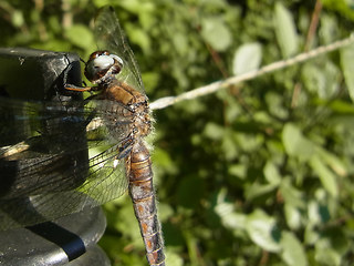 Orthetrum coerulescens