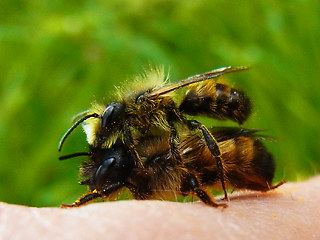 Osmia bicornis