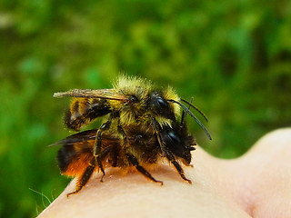 Osmia bicornis