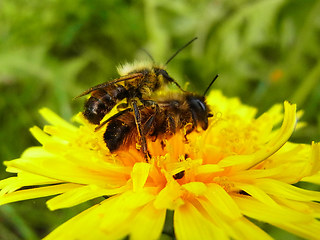 Osmia bicornis