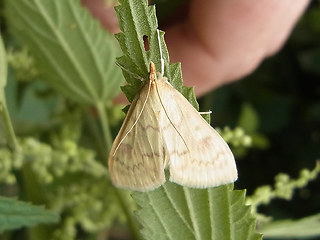 Ostrinia nubilalis