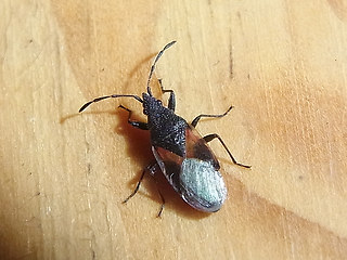 Oxycarenus lavaterae