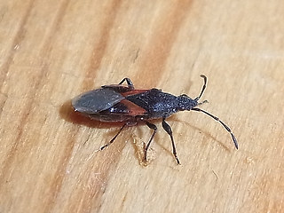 Oxycarenus lavaterae