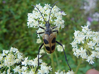 Pachyta quadrimaculata