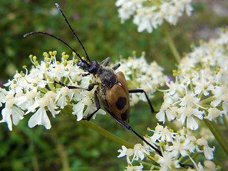 Pachyta quadrimaculata