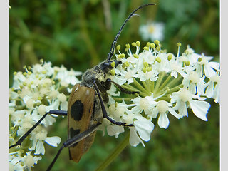 Pachyta quadrimaculata