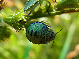 Palomena prasina