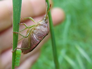 Palomena prasina