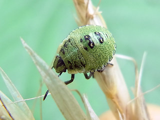 Palomena prasina