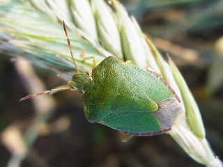 Palomena prasina