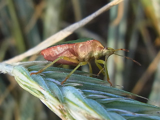 Palomena prasina