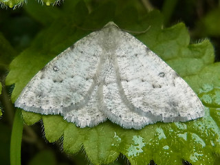 Parietaria dilucidaria