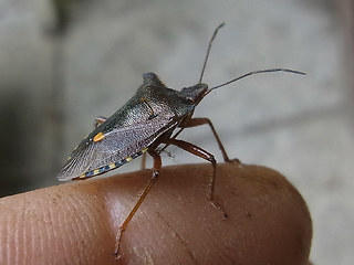 Pentatoma rufipes