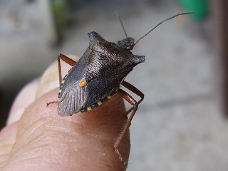 Pentatoma rufipes