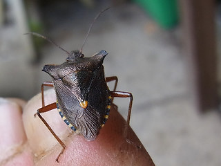 Pentatoma rufipes