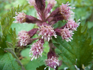 Petasites hybridus