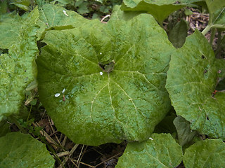 Petasites hybridus