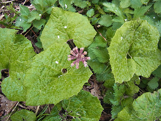 Petasites hybridus