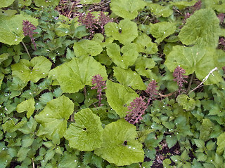 Petasites hybridus