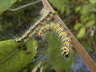 Phalera bucephala