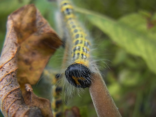 Phalera bucephala