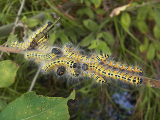 Phalera bucephala