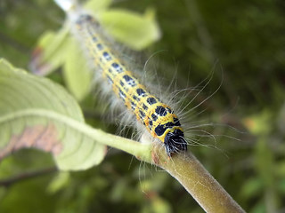 Phalera bucephala