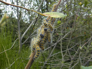 Phalera bucephala