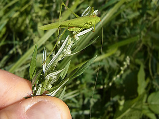 Phaneroptera falcata