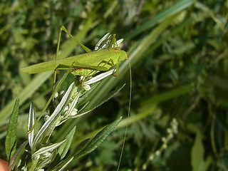 Phaneroptera falcata