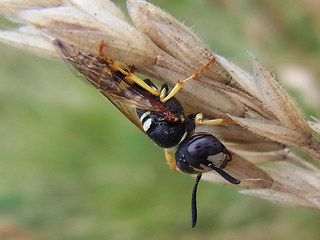 Philanthus triangulum